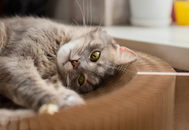 best in home cameras for pets
