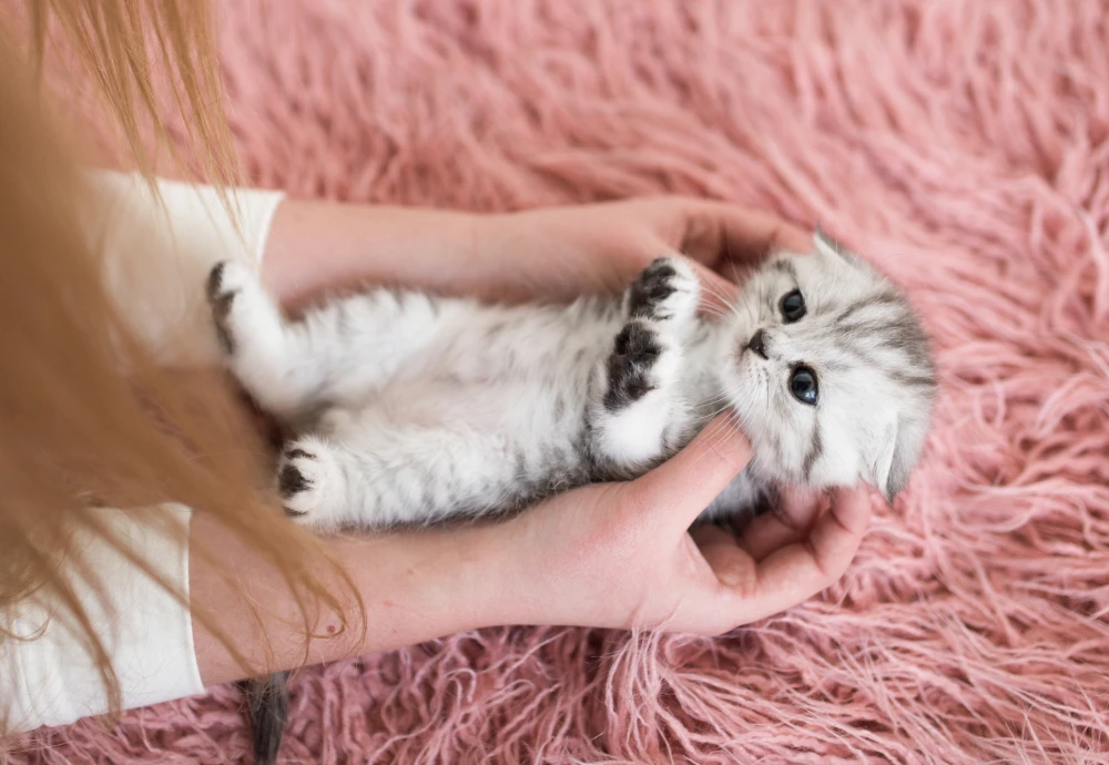 camera to keep an eye on pets