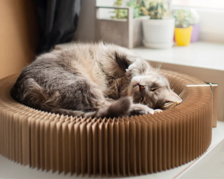 pet feeder with camera